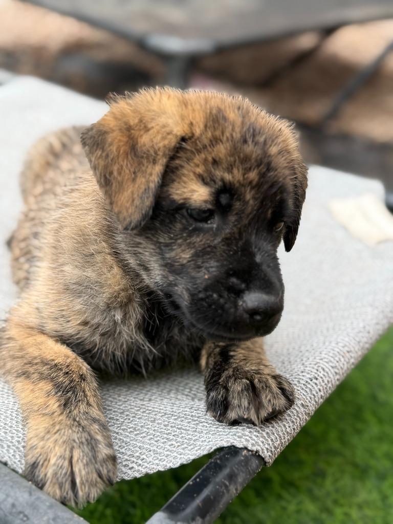 Enlarge Voodoo, a Adoptable mixed breed in Phoenix, AZ image 2/4
