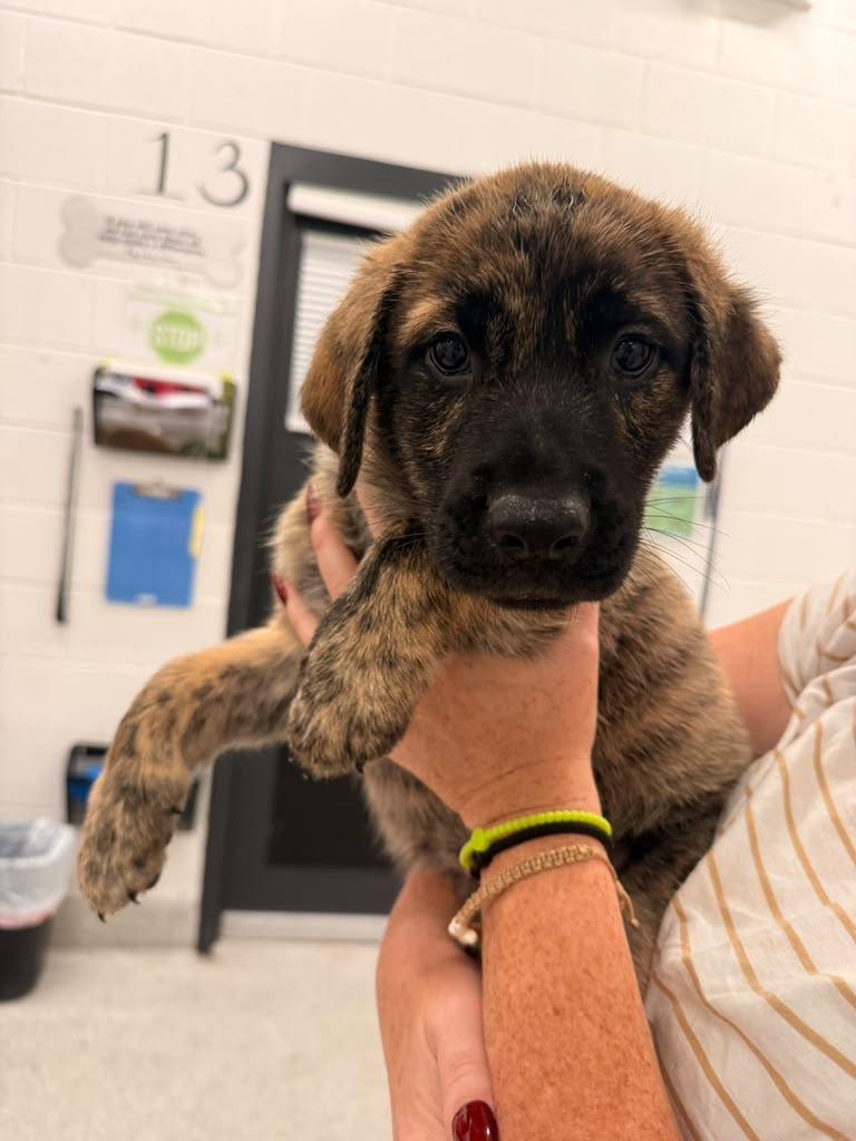 Enlarge Voodoo, a Adoptable mixed breed in Phoenix, AZ image 3/4