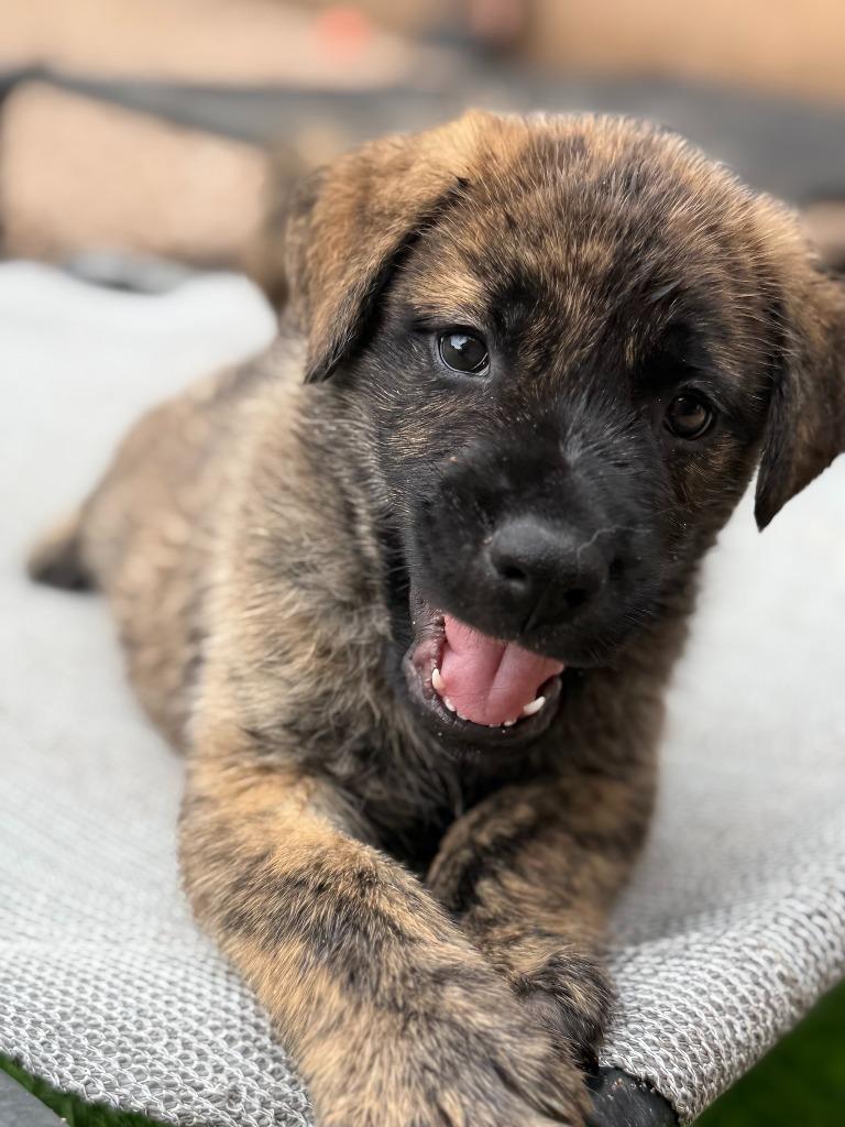 Enlarge Voodoo, a Adoptable mixed breed in Phoenix, AZ image 4/4