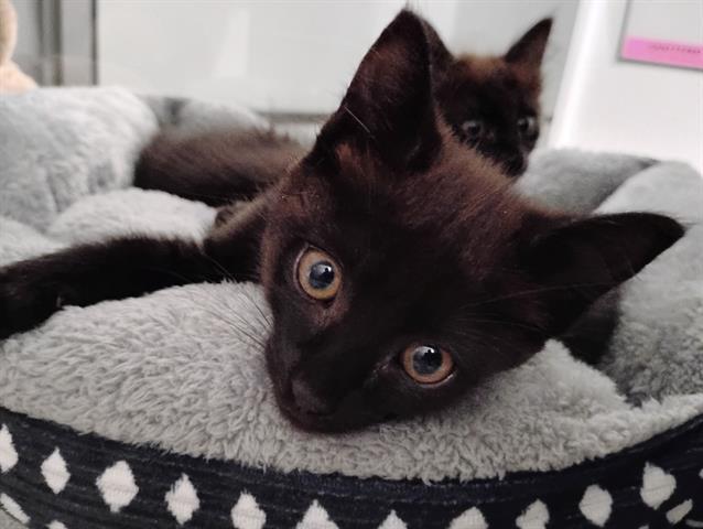 Enlarge SECRET, a Adoptable Domestic Medium Hair in San Martin, CA image 1/1