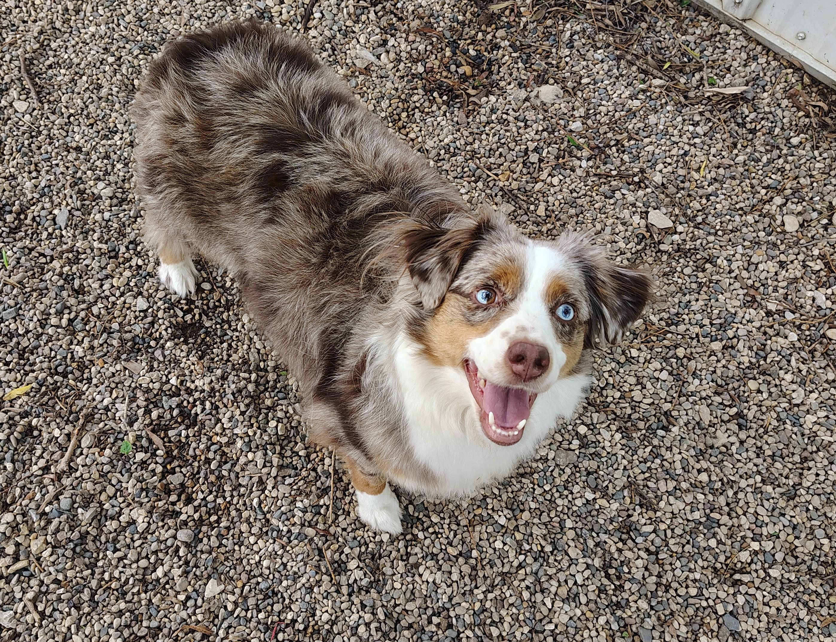 Auggie, ADOPTABLE, Adult Male Australian Shepherd.