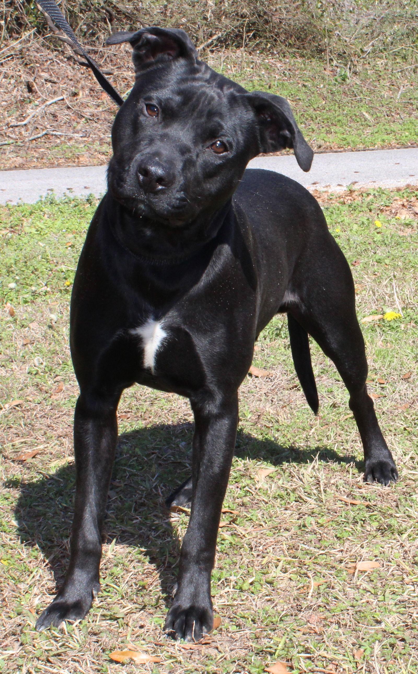 Enlarge Blitz 42974, a Adoptable mixed breed in Prattville, AL image 1/3