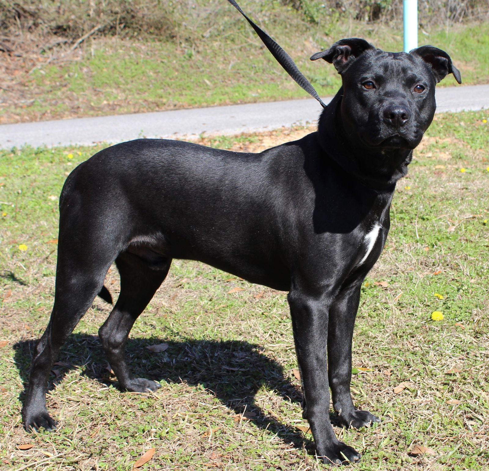 Enlarge Blitz 42974, a Adoptable mixed breed in Prattville, AL image 2/3