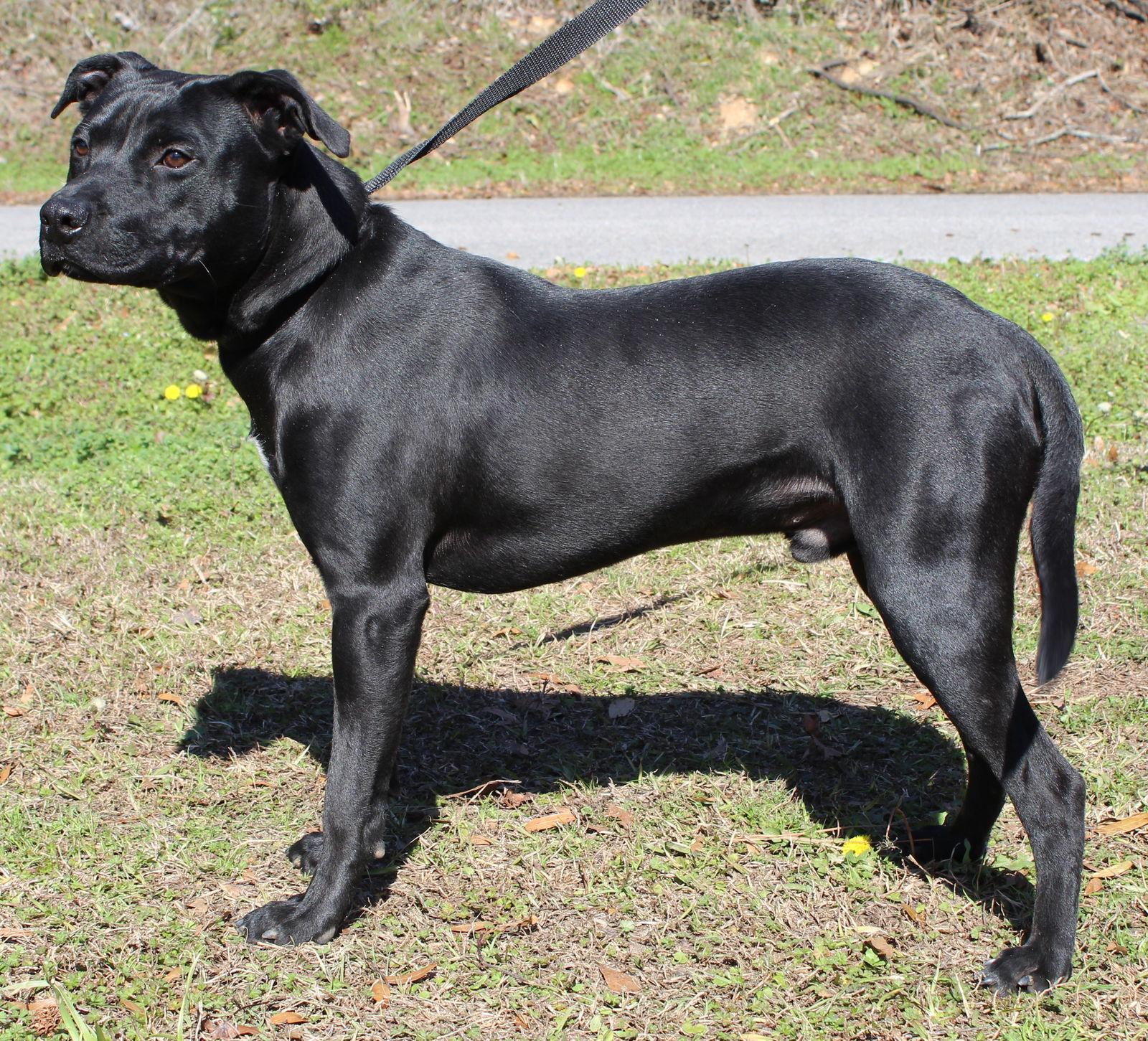 Enlarge Blitz 42974, a Adoptable mixed breed in Prattville, AL image 3/3