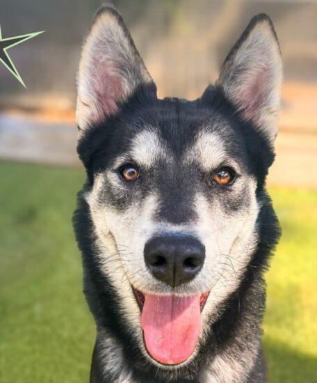 Silver (Courtesy Post), Young Male Husky