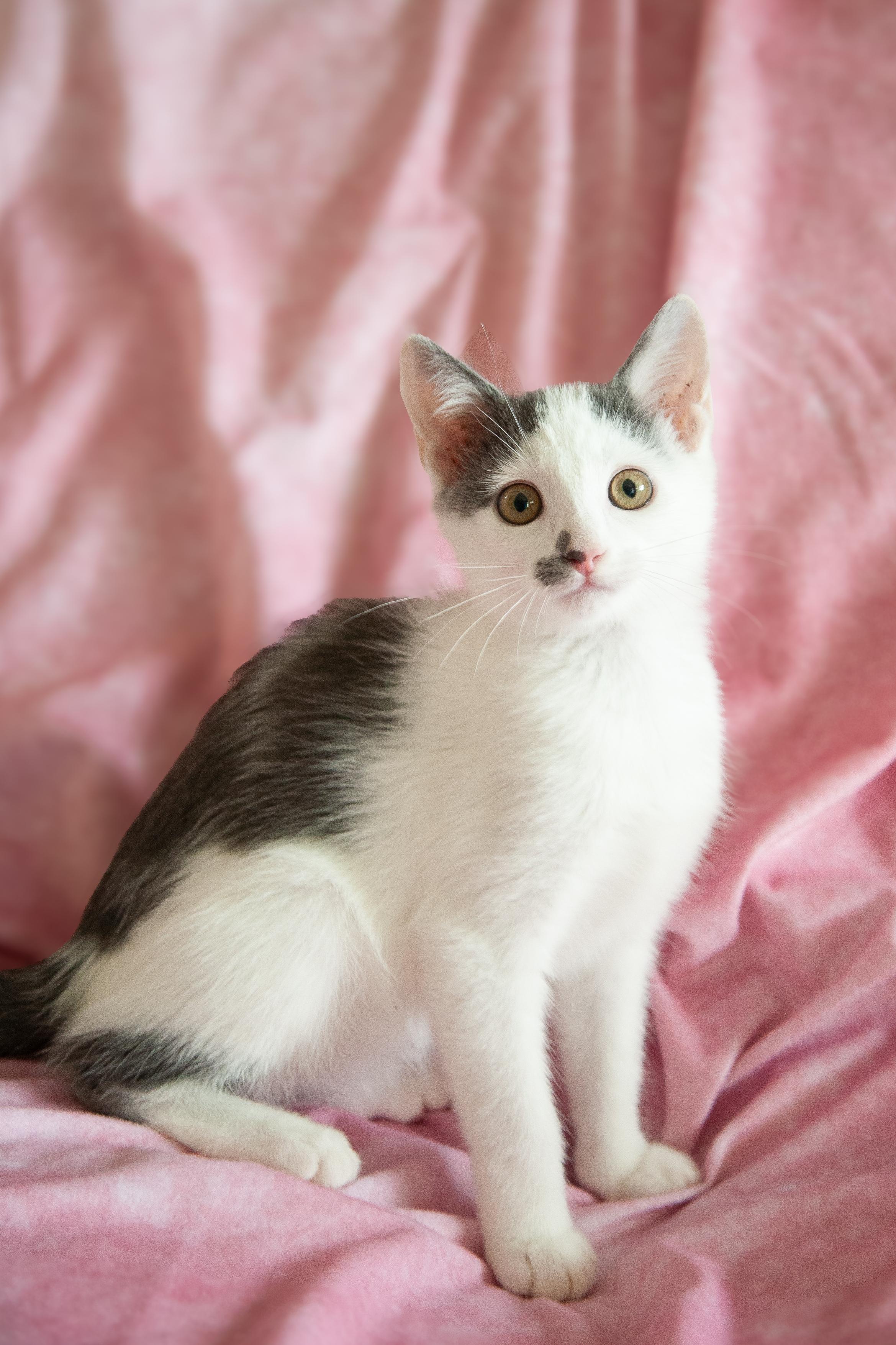 Miette