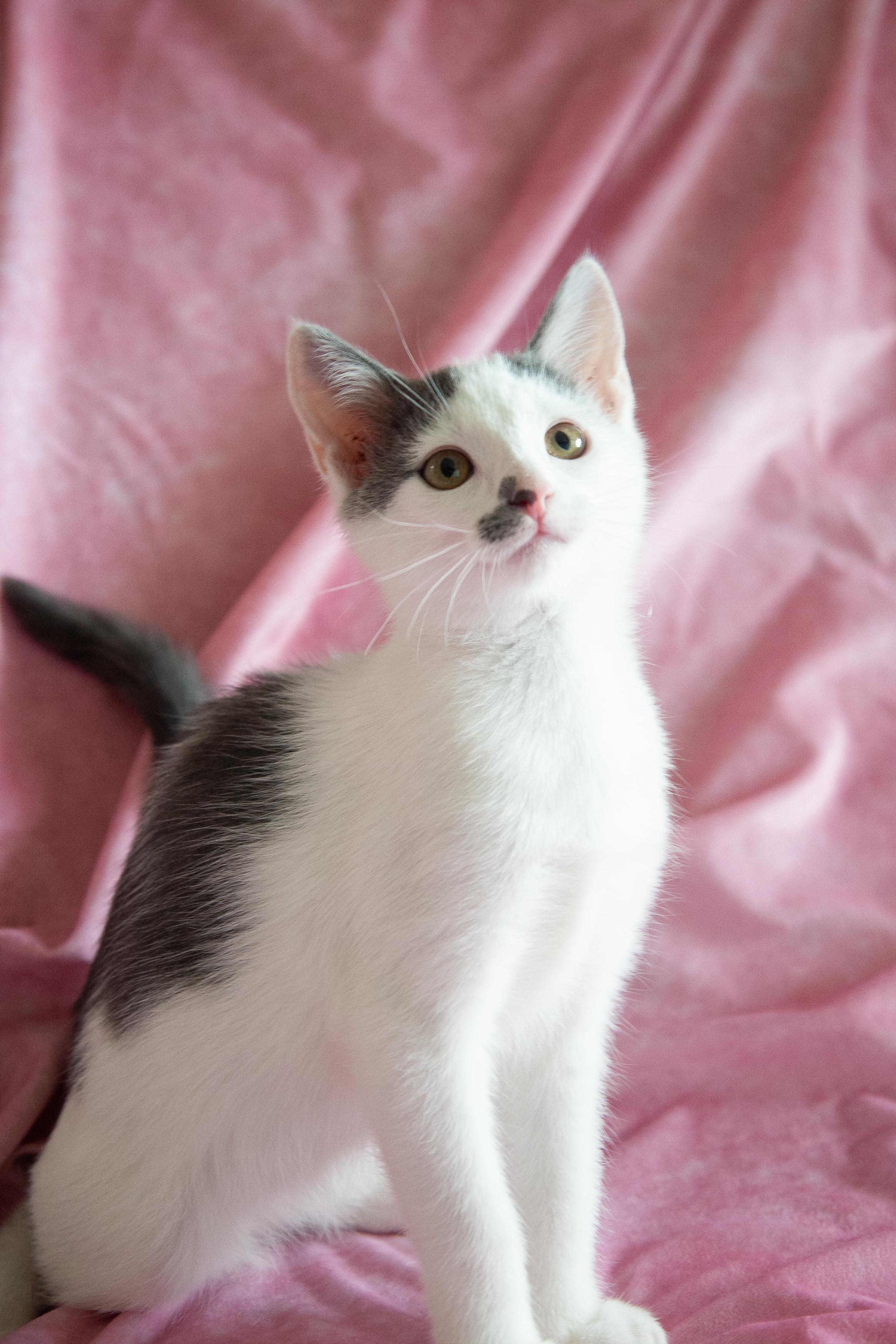Miette