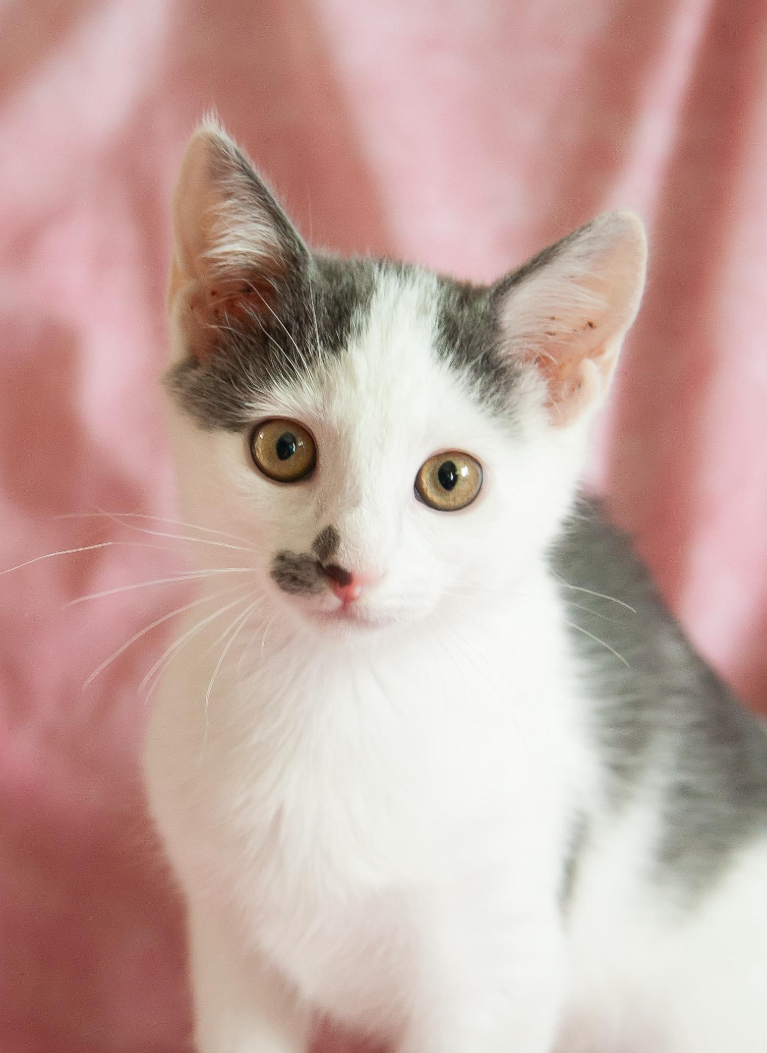Miette
