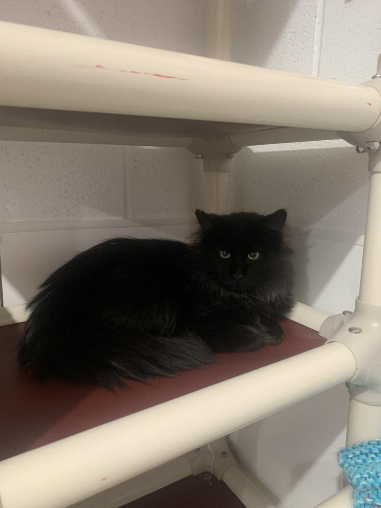 Flannel, Adoptable, Young Male Domestic Medium Hair.