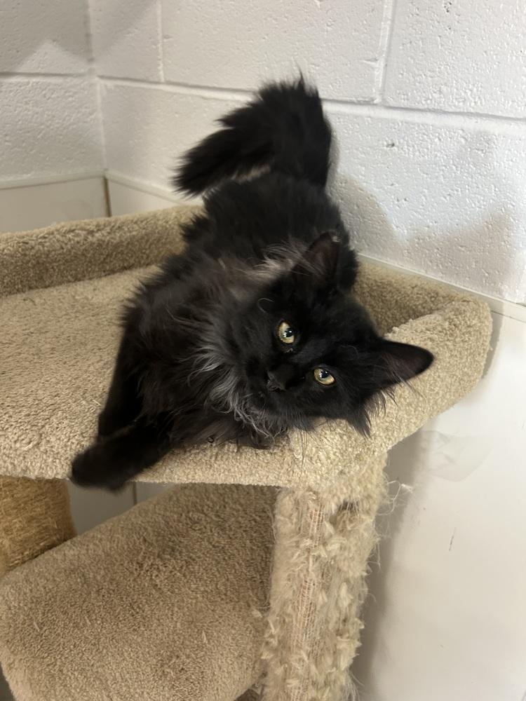 Flannel, a Adoptable Domestic Medium Hair in Salmon, ID image 2/2