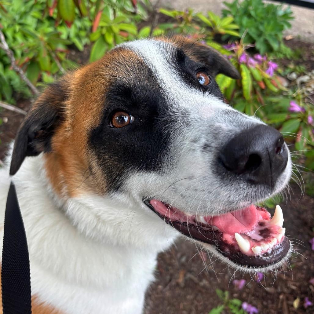 Ellery, a ADOPTABLE mixed breed in Chicago, IL image 1/3