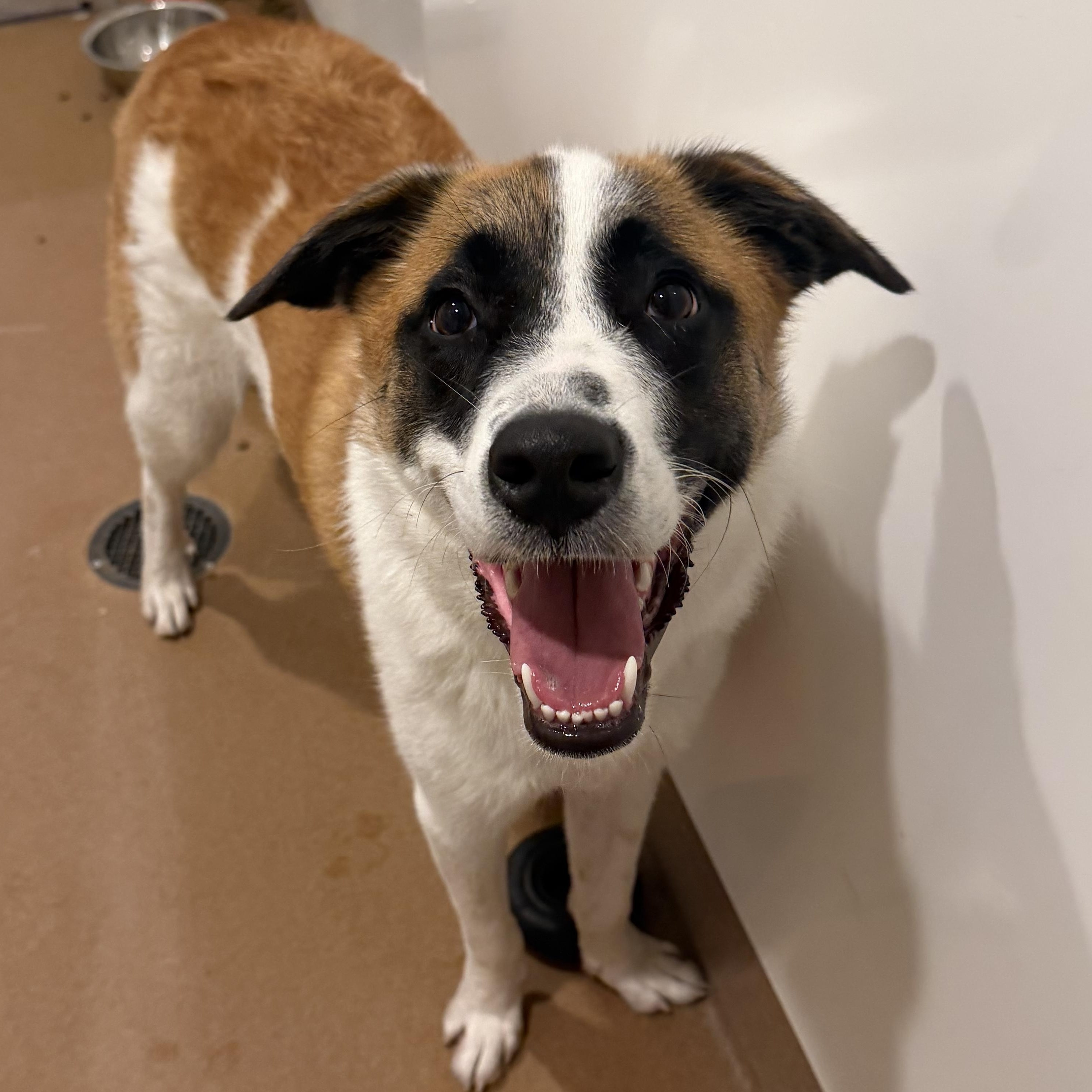 Ellery, a ADOPTABLE mixed breed in Chicago, IL image 3/3