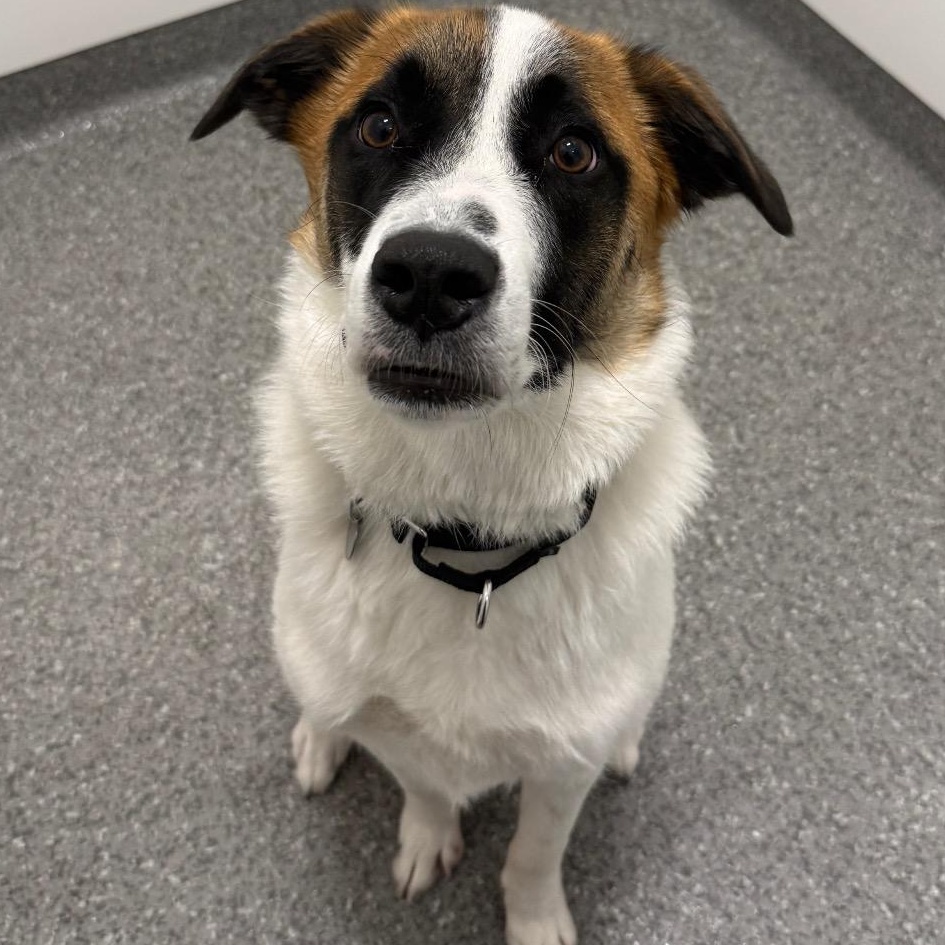 Ellery, a ADOPTABLE mixed breed in Chicago, IL image 2/3