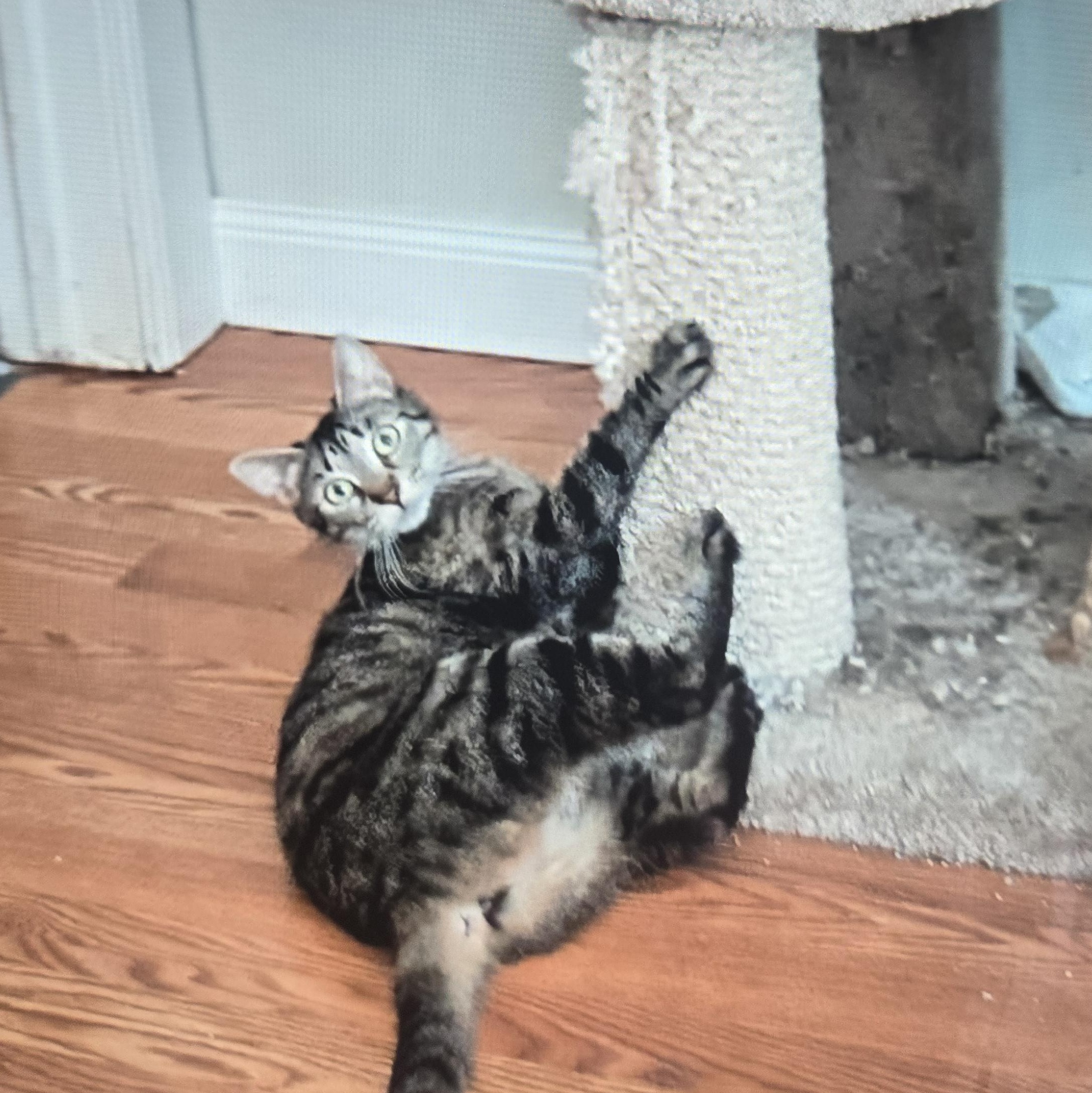 Enlarge Chetana OR13800-T, a Adoptable mixed breed in Beaverton, OR image 2/4