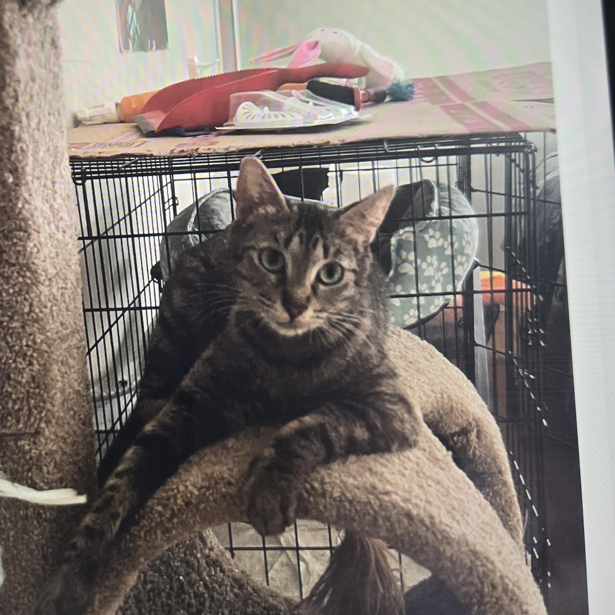 Enlarge Chetana OR13800-T, a Adoptable mixed breed in Beaverton, OR image 1/4