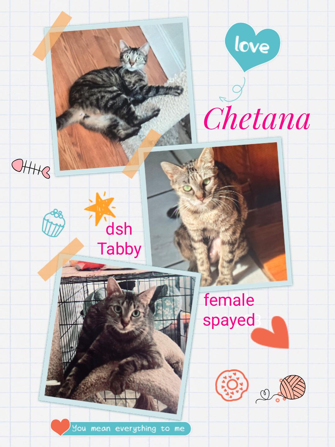 Enlarge Chetana OR13800-T, a Adoptable mixed breed in Beaverton, OR image 4/4