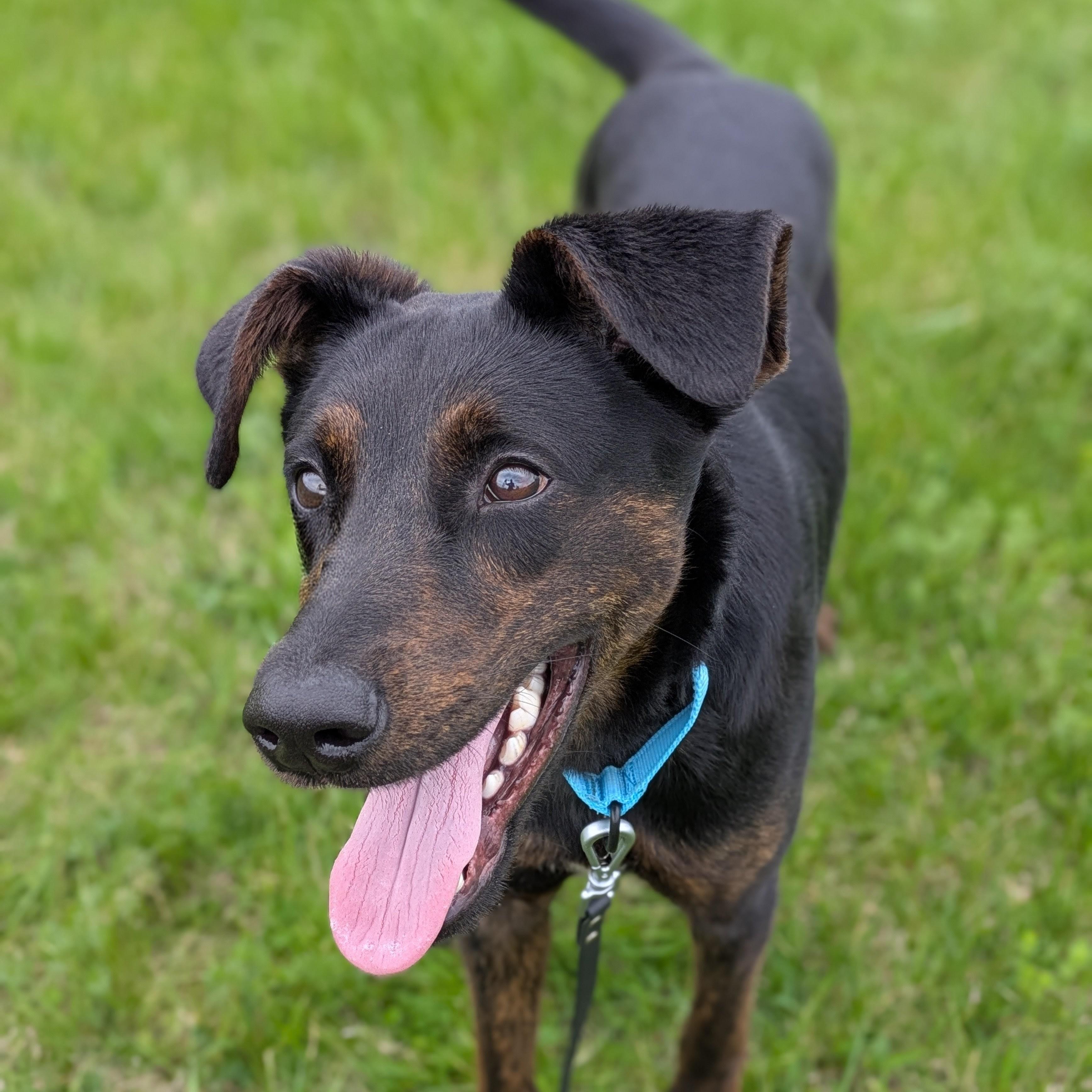 Toad, adopted, Adult Male Shepherd.