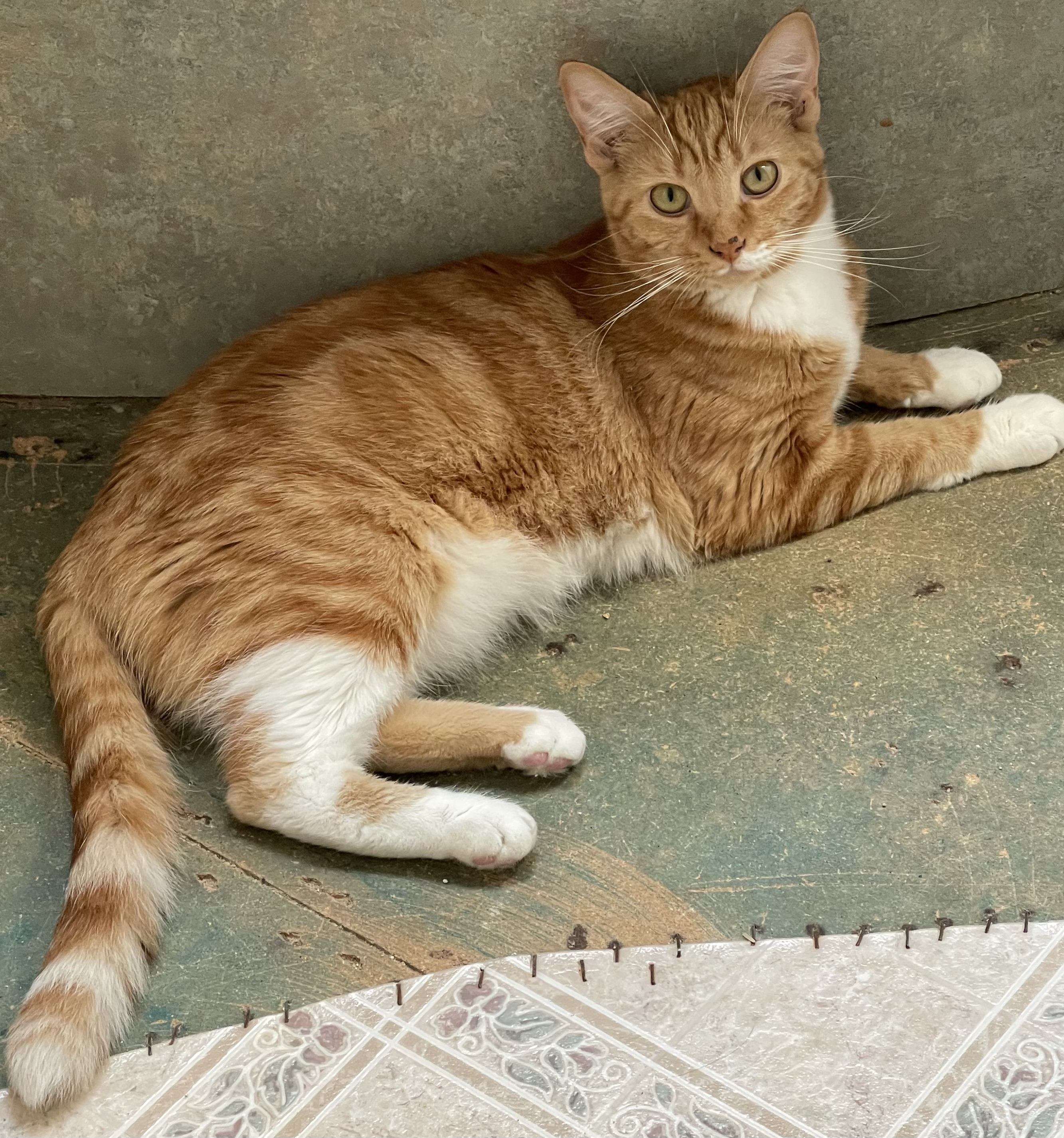 Enlarge Callie, a Adoptable mixed breed in Ronan, MT image 1/1