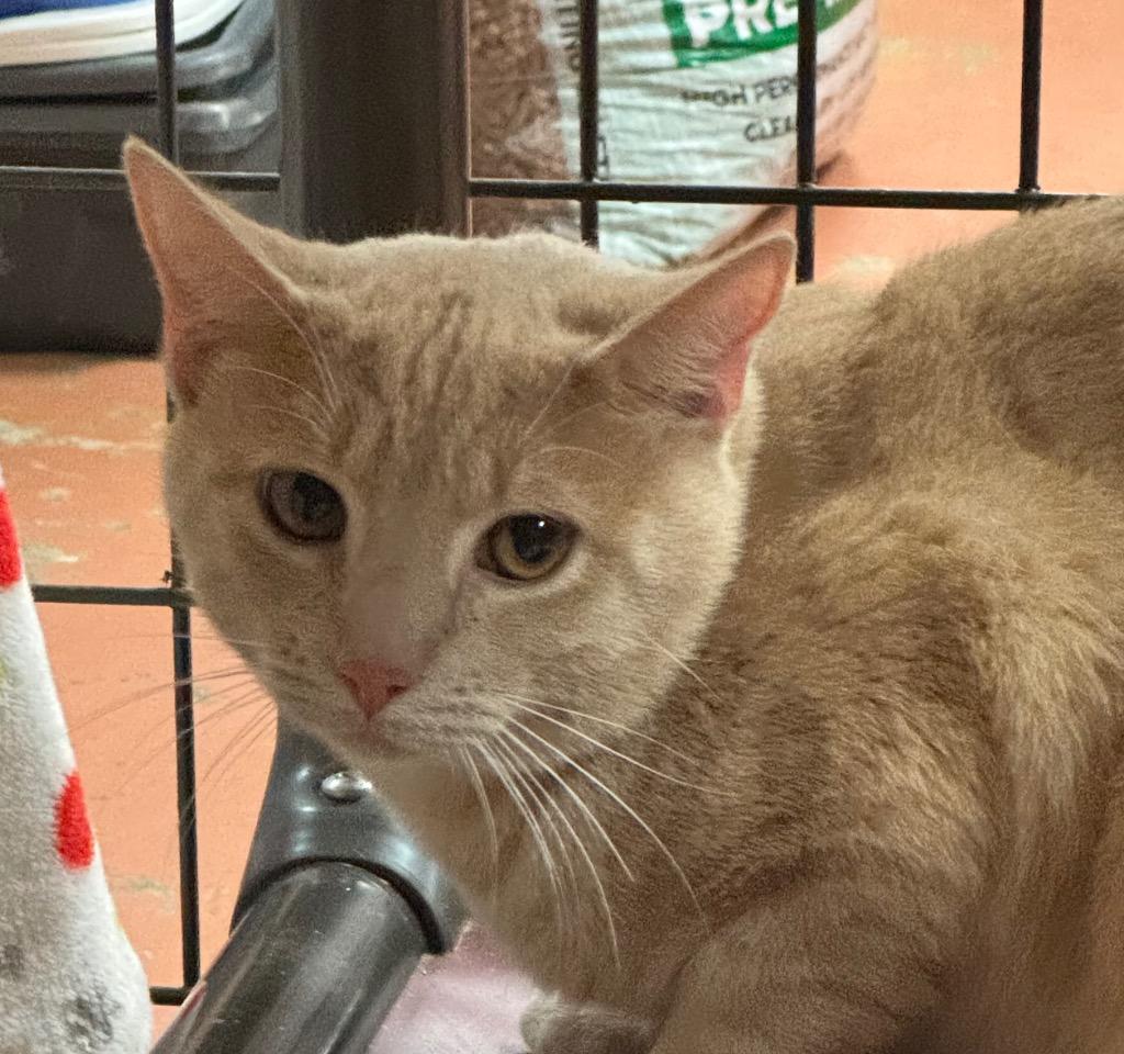 Hurricane, Adoptable, Young Male Domestic Short Hair.
