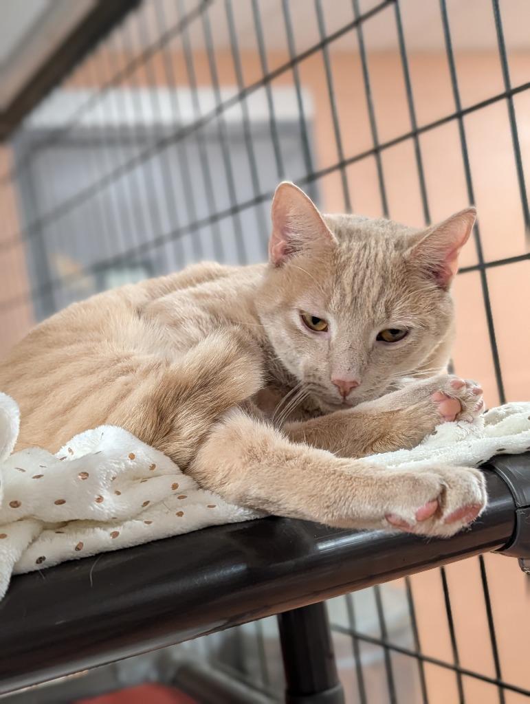 Enlarge Hurricane, a Adoptable mixed breed in Olean, NY image 2/4
