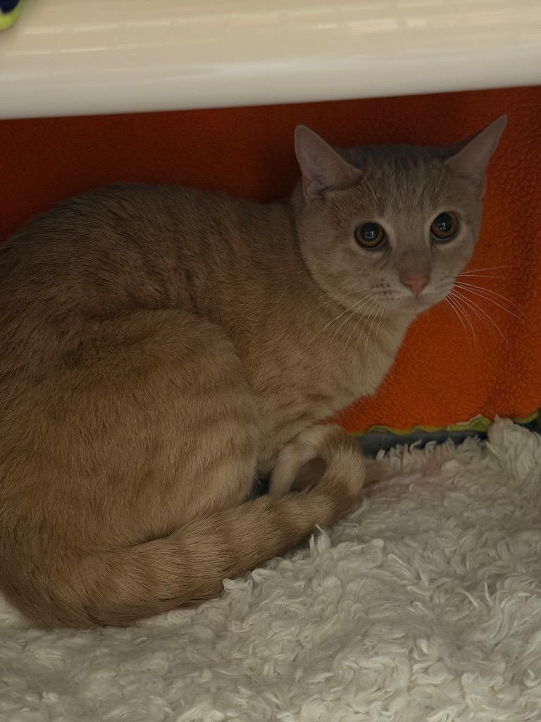 Enlarge Hurricane, a Adoptable mixed breed in Olean, NY image 3/4