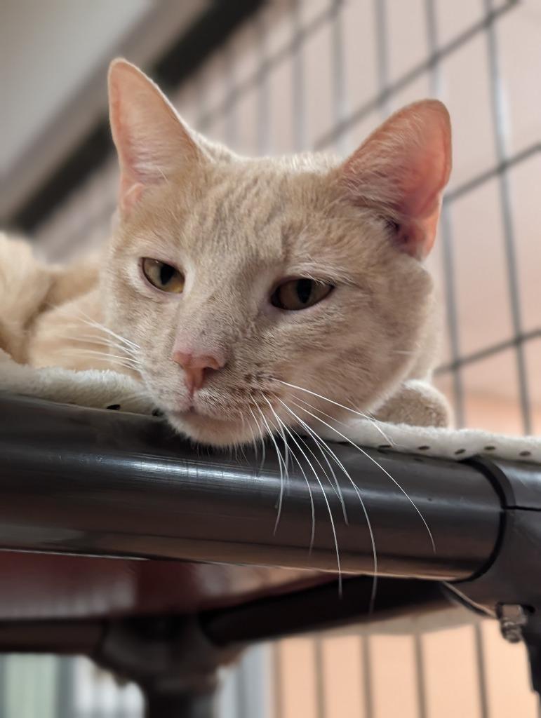 Enlarge Hurricane, a Adoptable mixed breed in Olean, NY image 4/4