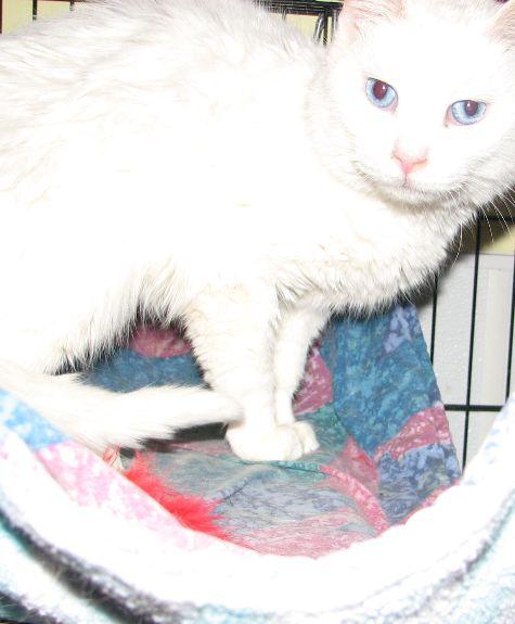 Enlarge Missy, a ADOPTABLE Domestic Medium Hair in Lawrenceburg, KY image 4/6