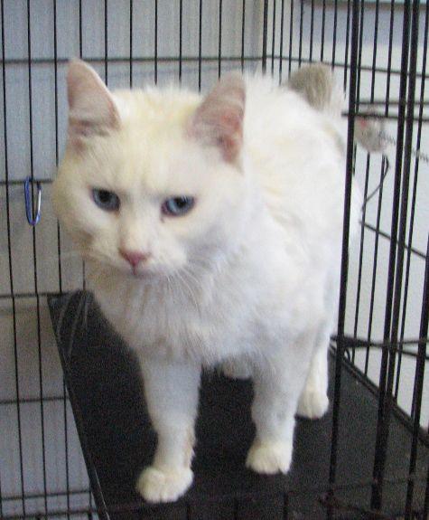 Enlarge Missy, a ADOPTABLE Domestic Medium Hair in Lawrenceburg, KY image 2/6