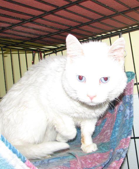 Enlarge Missy, a ADOPTABLE Domestic Medium Hair in Lawrenceburg, KY image 6/6