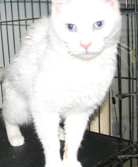 Enlarge Missy, a ADOPTABLE Domestic Medium Hair in Lawrenceburg, KY image 5/6