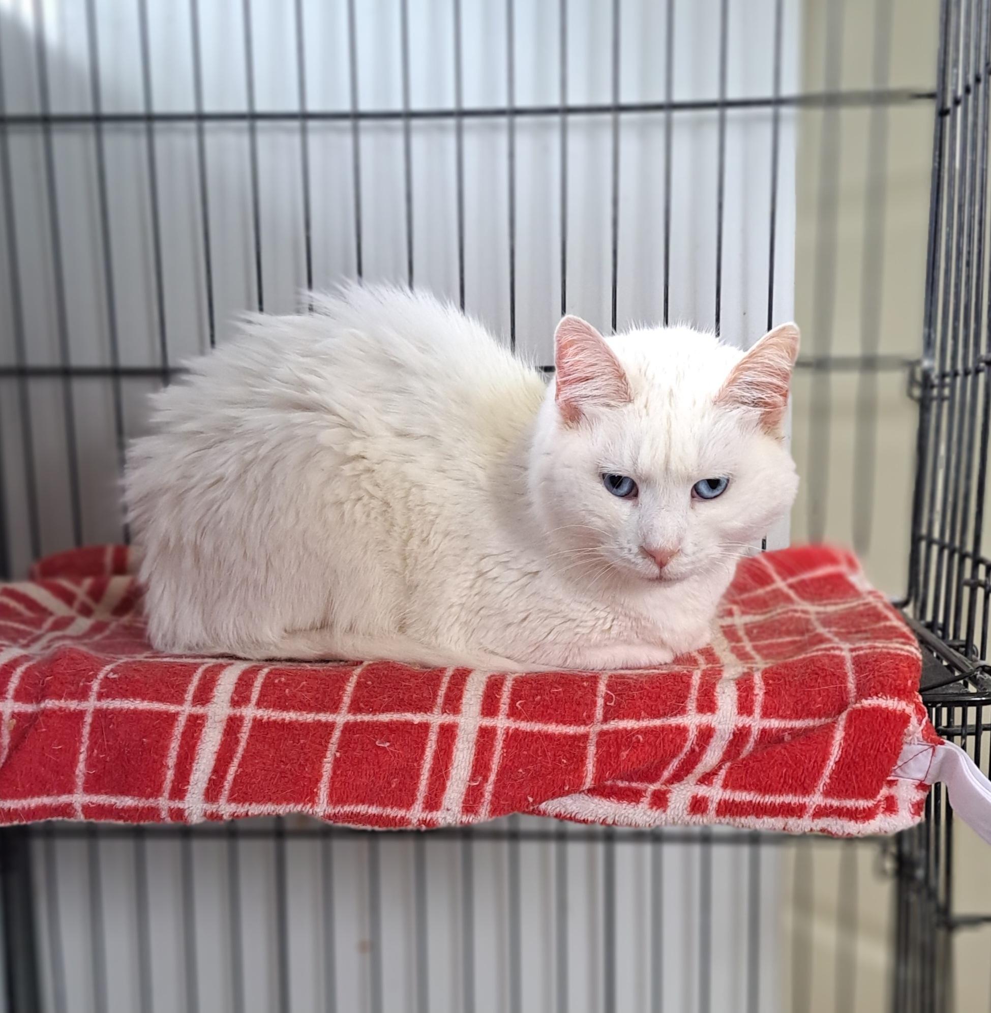 Missy, an adopted Domestic Medium Hair in Lawrenceburg, KY image 2/6