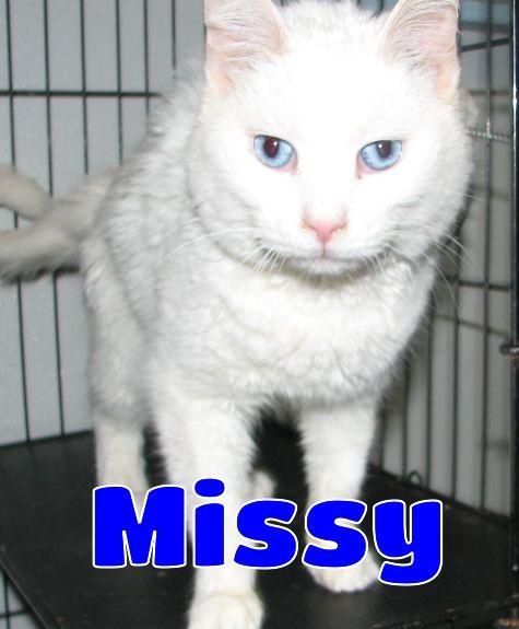 Missy, ADOPTABLE, Adult Female Domestic Medium Hair.