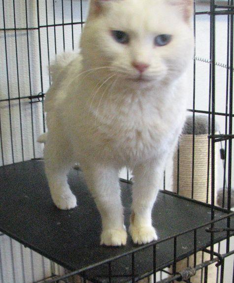 Enlarge Missy, a ADOPTABLE Domestic Medium Hair in Lawrenceburg, KY image 3/6