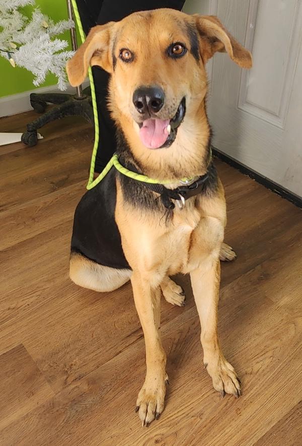 Wiley, Adoptable, Adult Male German Shepherd Dog.