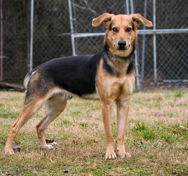 Enlarge Wiley, a Adoptable mixed breed in Cleveland, TN image 4/4