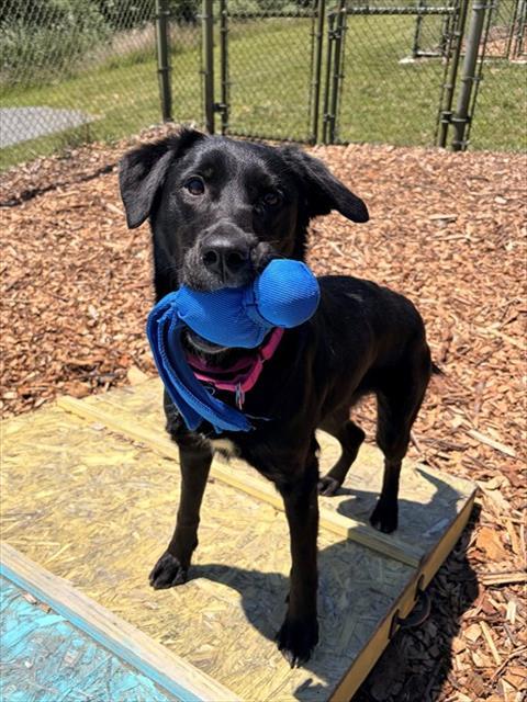 MAYA, Adoptable, Young Female Labrador Retriever & English Setter.