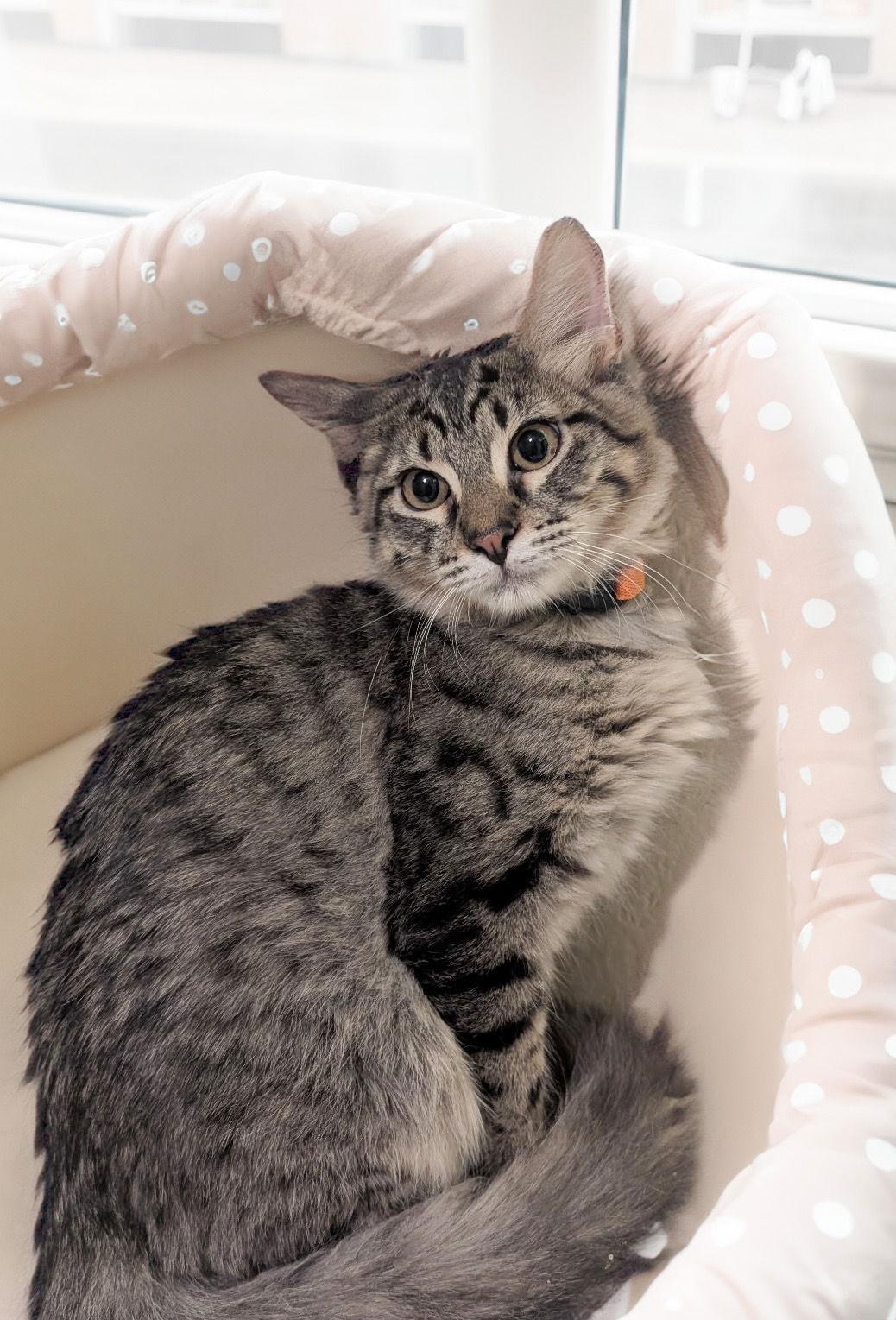 Silver, Adoptable, Young Female Domestic Short Hair.