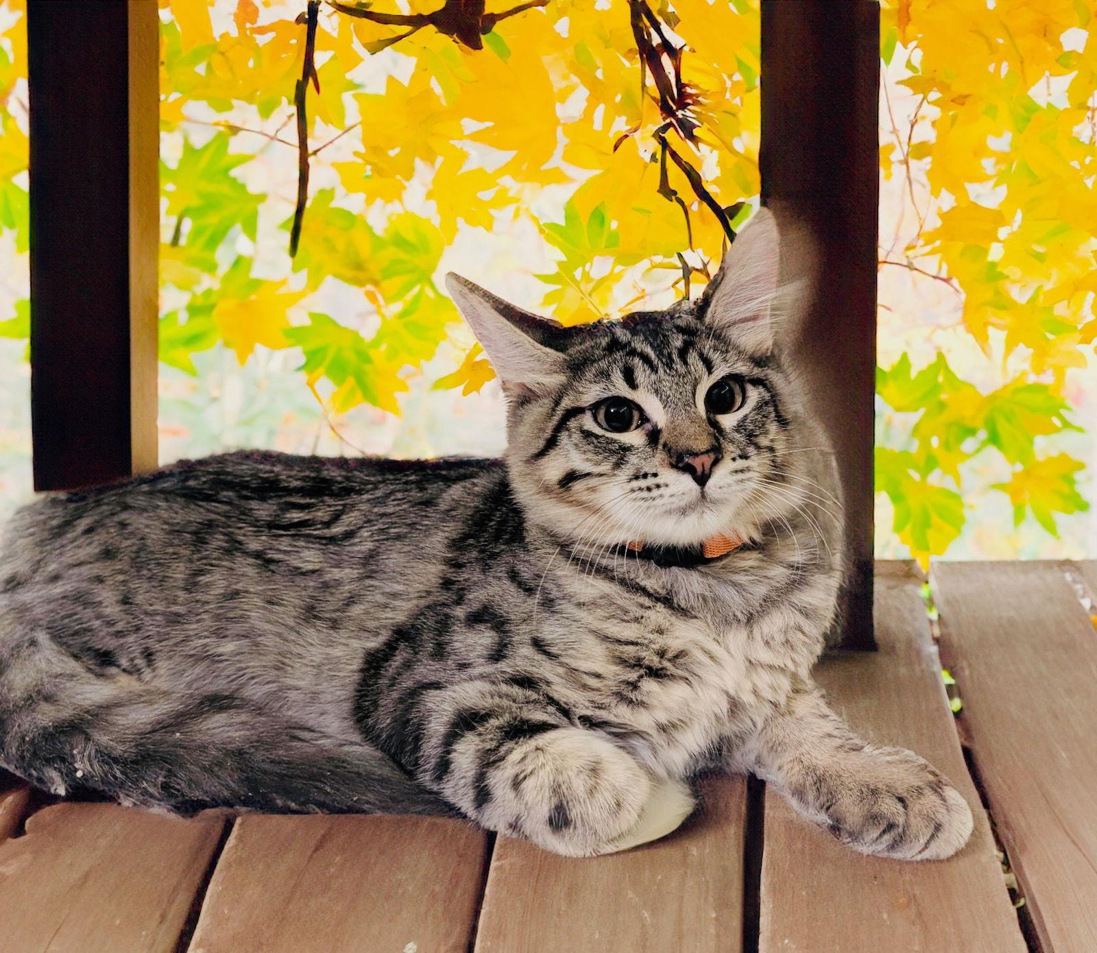 Silver, a Adoptable Domestic Short Hair in Chandler, AZ image 2/3