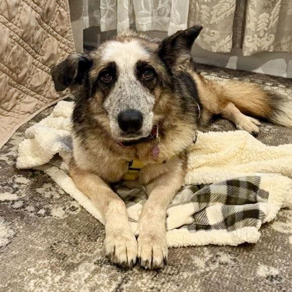 Gypsy, Adoptable, Senior Female German Shepherd Dog.