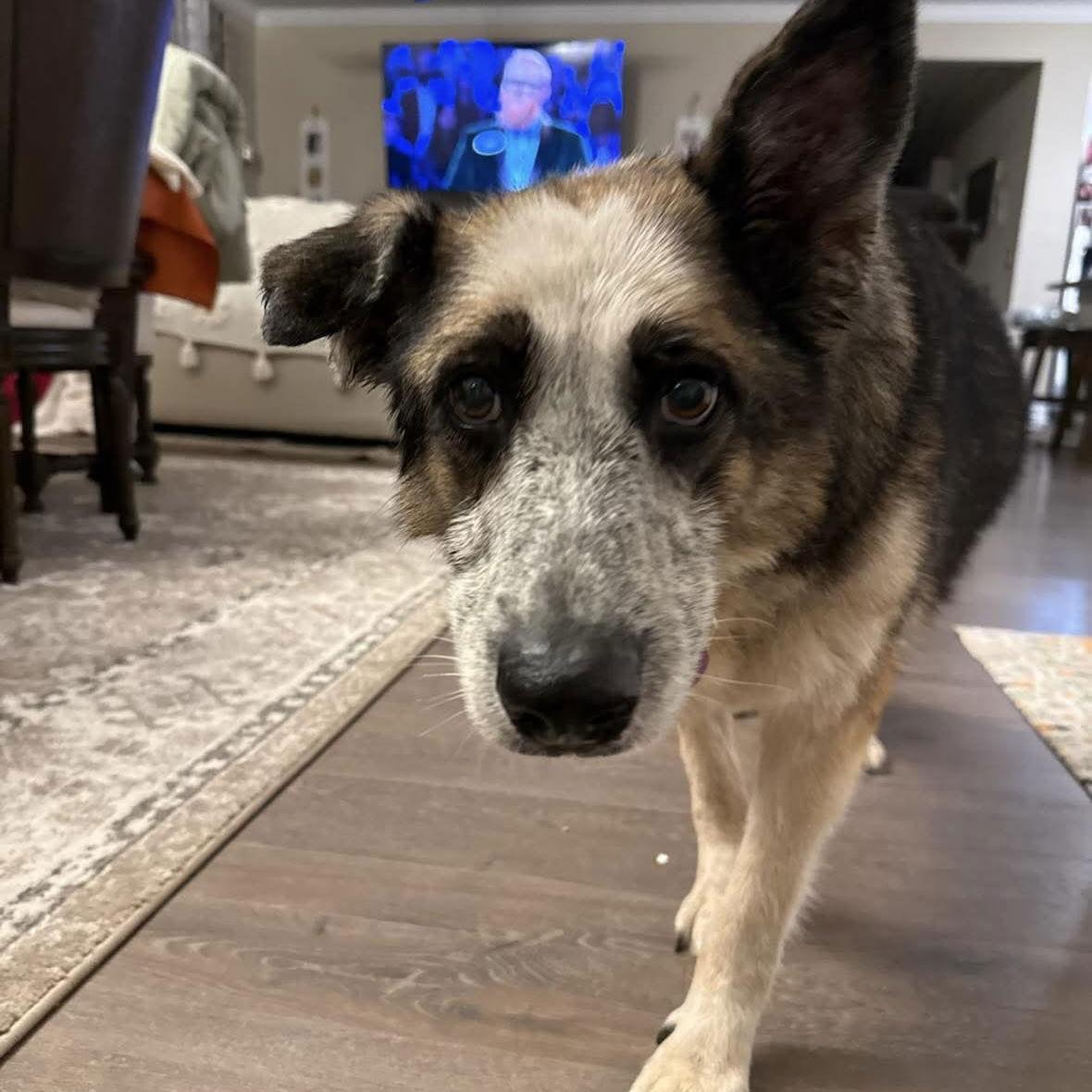 Enlarge Gypsy, a Adoptable German Shepherd Dog in Holly Springs, NC image 2/3