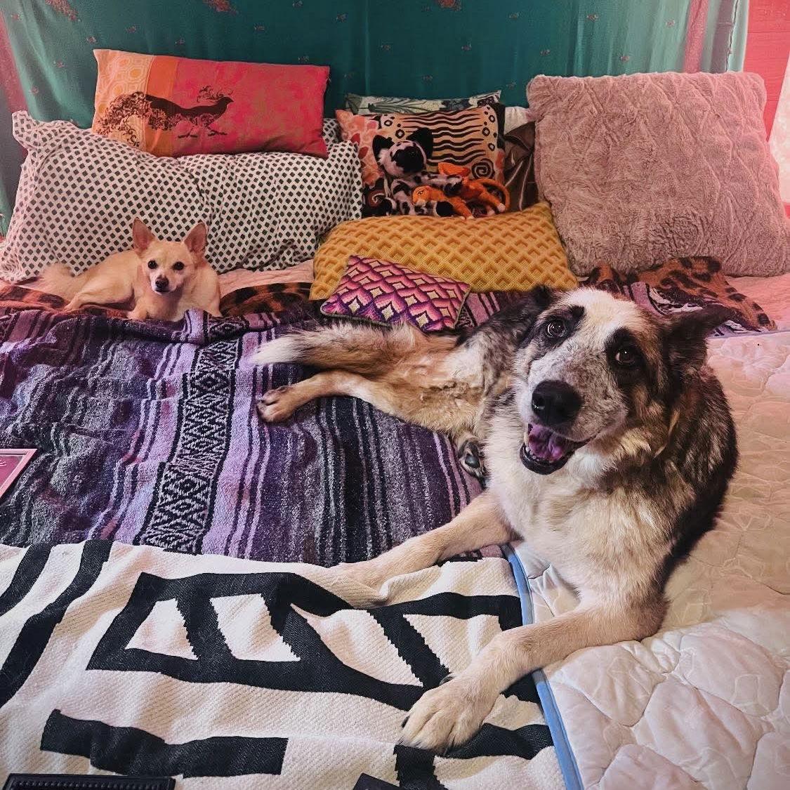 Enlarge Gypsy, a Adoptable German Shepherd Dog in Holly Springs, NC image 3/3