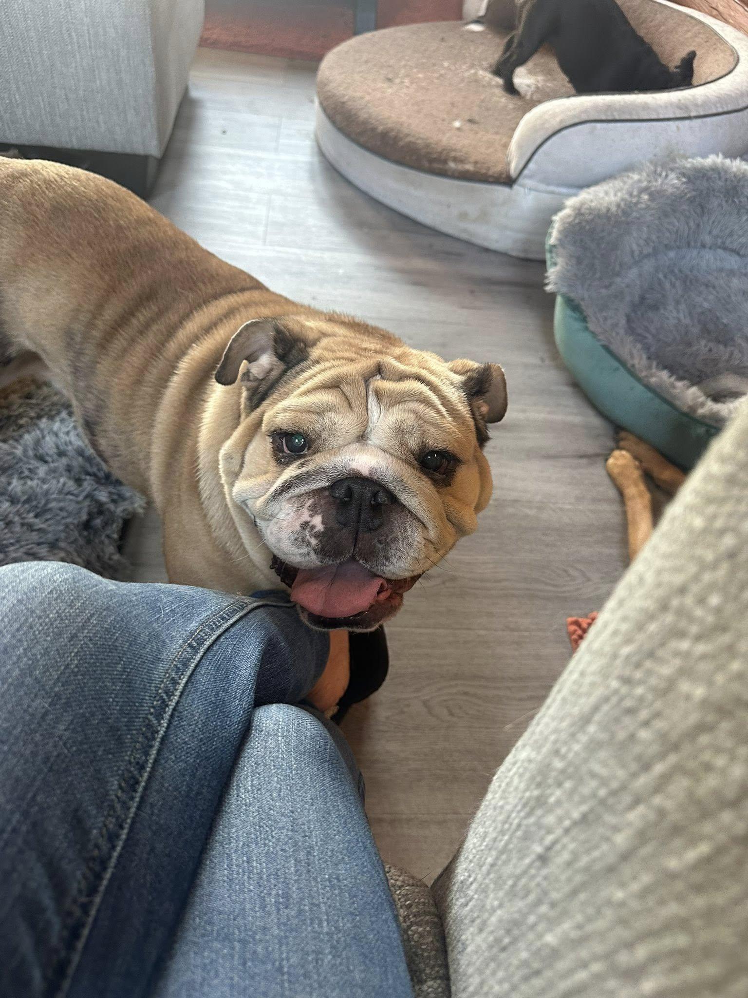Sweet Potato, a Adoptable English Bulldog in Union Beach, NJ image 1/3