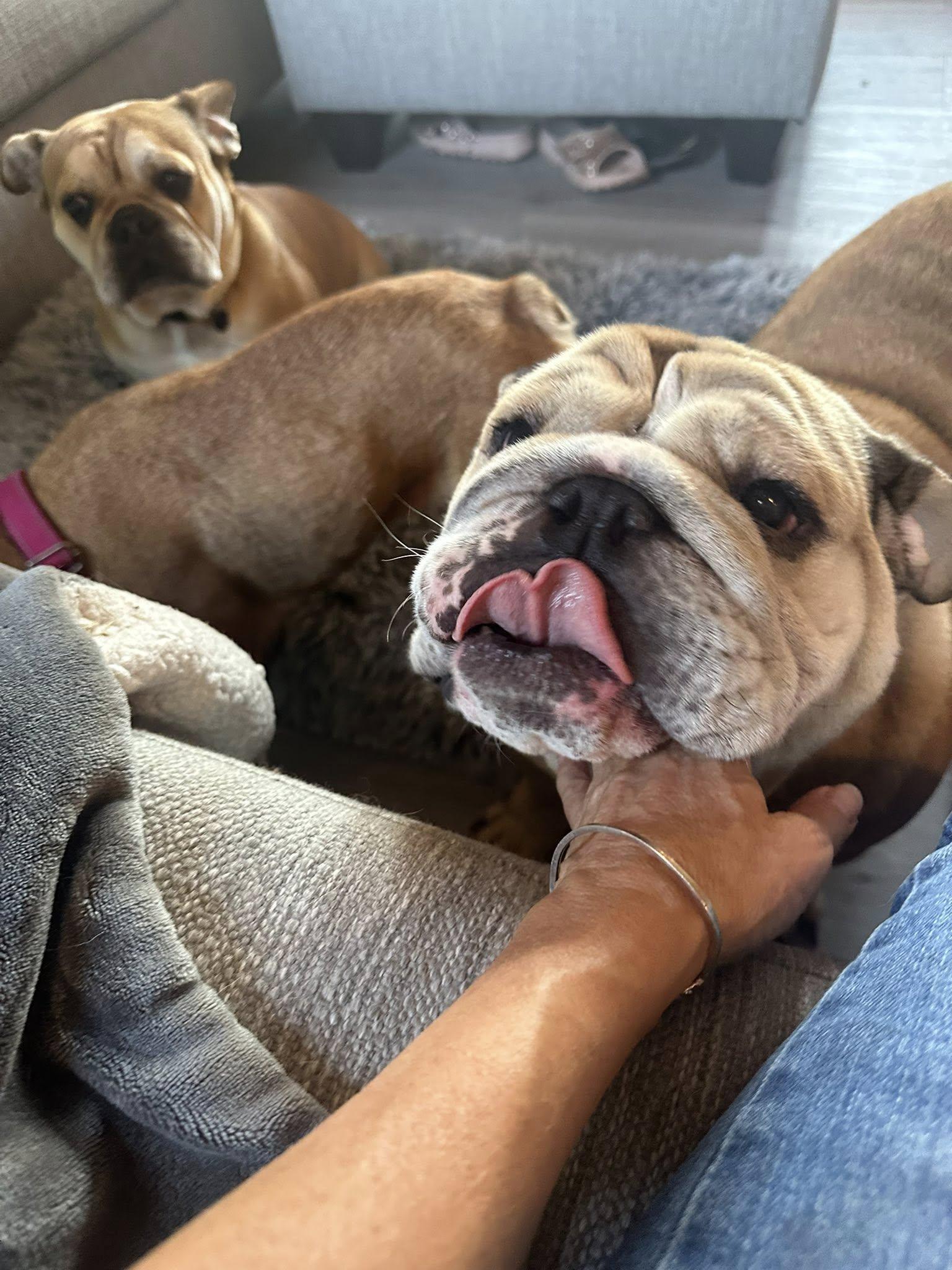 Sweet Potato, a Adoptable English Bulldog in Union Beach, NJ image 2/3