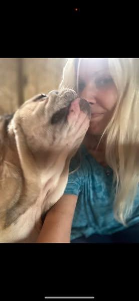 Sweet Potato, a Adoptable English Bulldog in Union Beach, NJ image 3/3