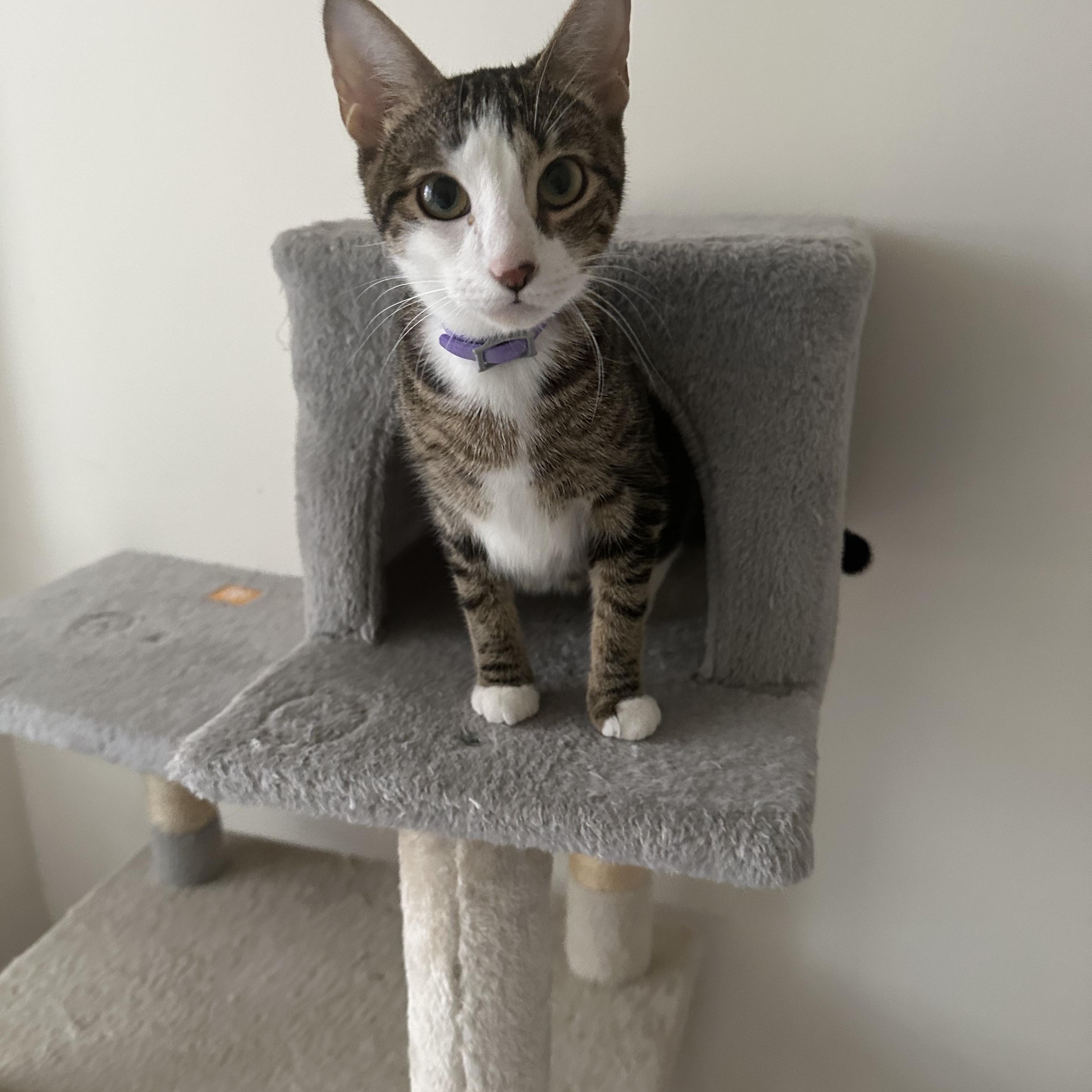 Enlarge HONEY, a Adoptable mixed breed in Churchville, PA image 5/5