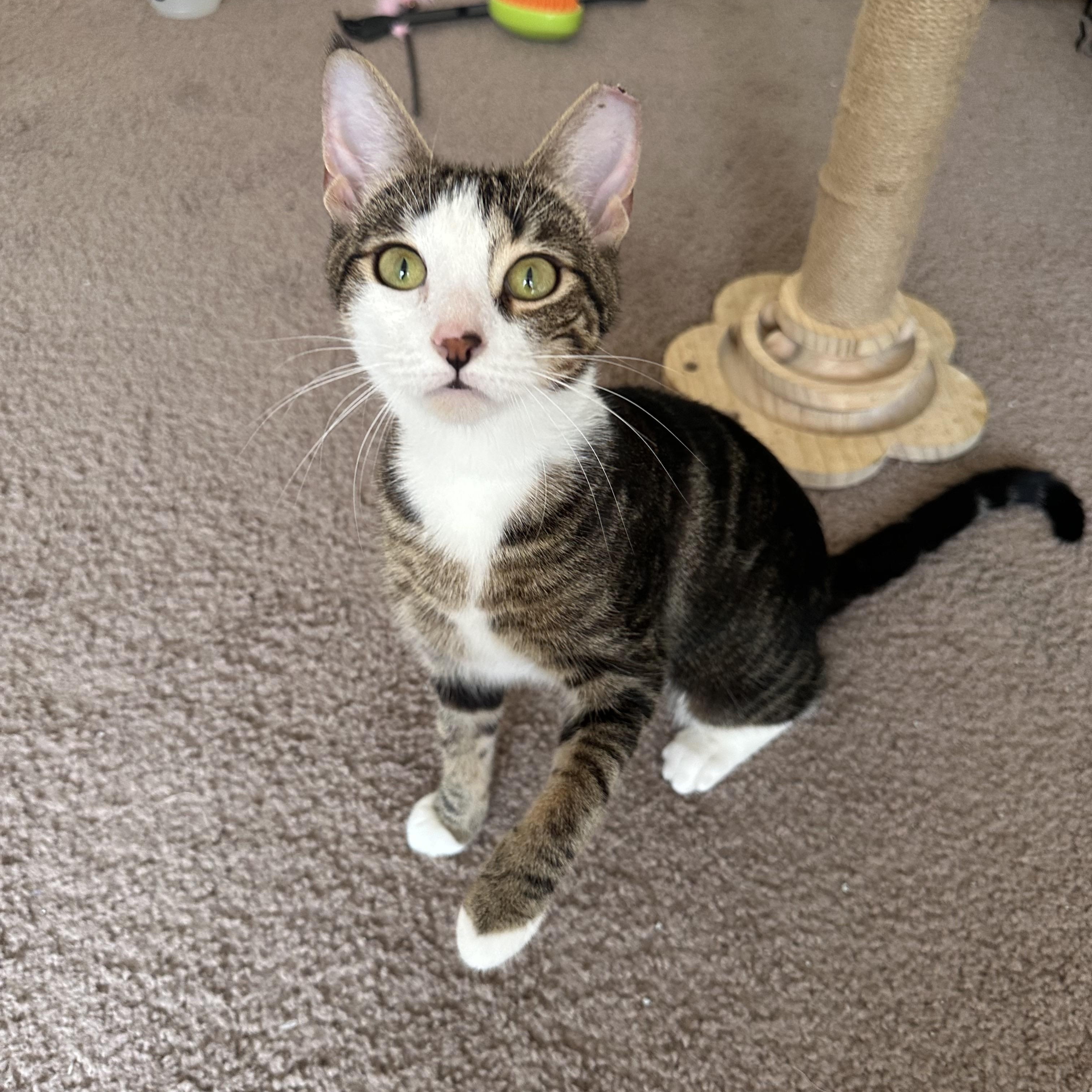 Enlarge HONEY, a Adoptable mixed breed in Churchville, PA image 3/5