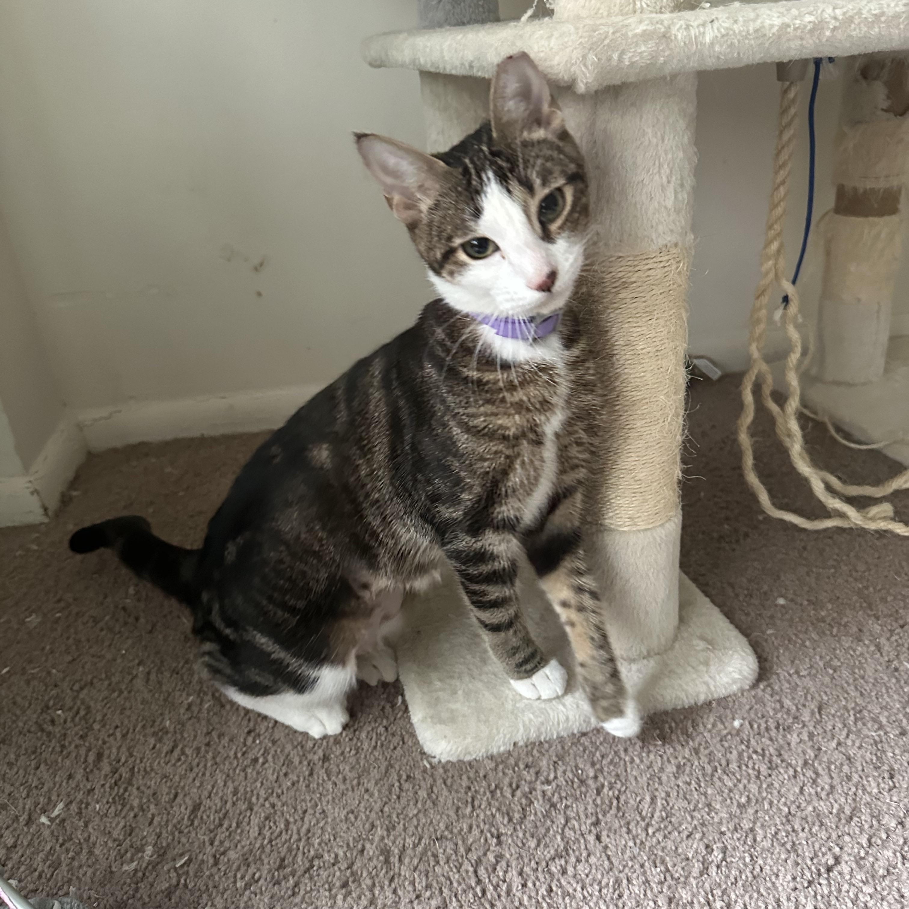 Enlarge HONEY, a Adoptable mixed breed in Churchville, PA image 2/5