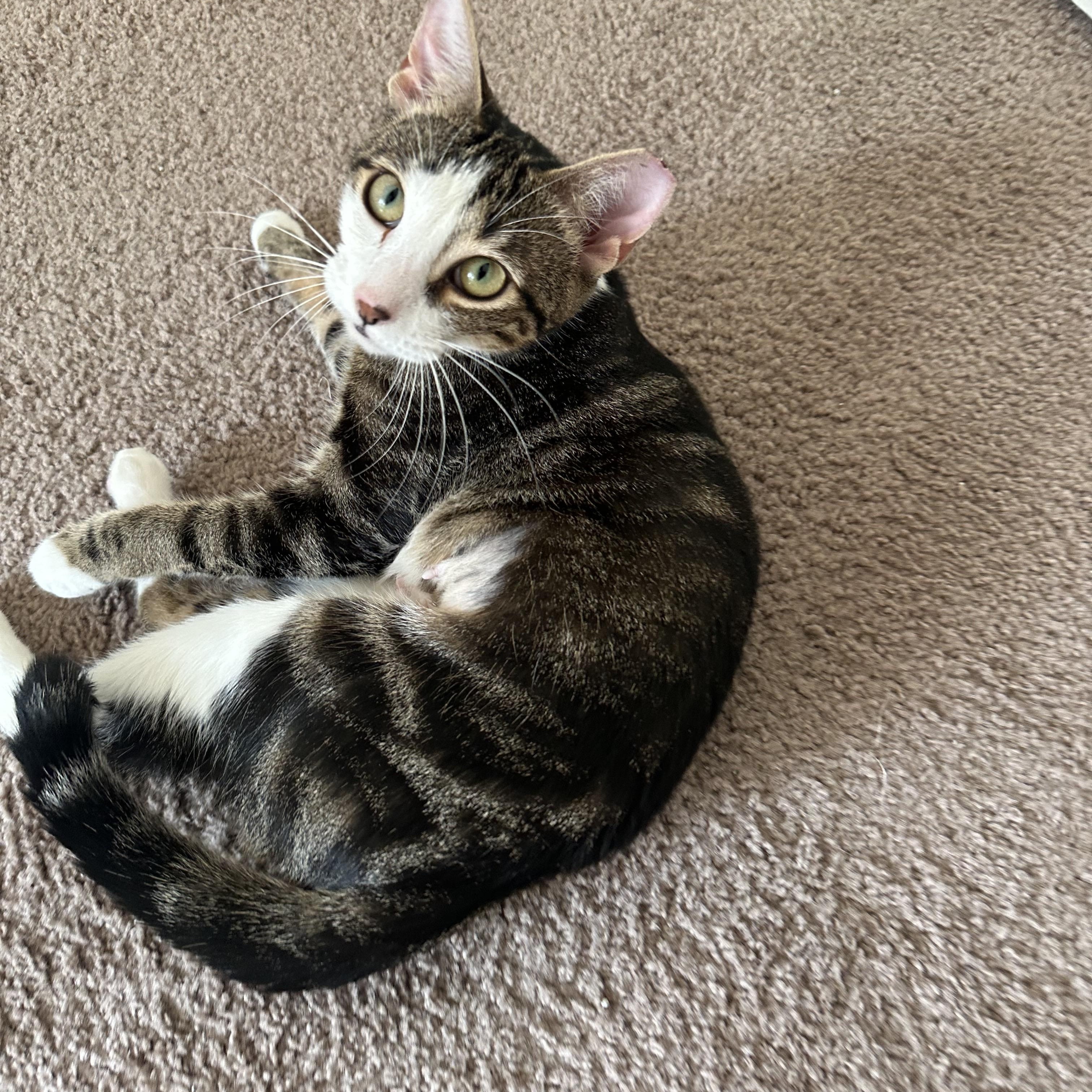 HONEY, Young Female Tabby