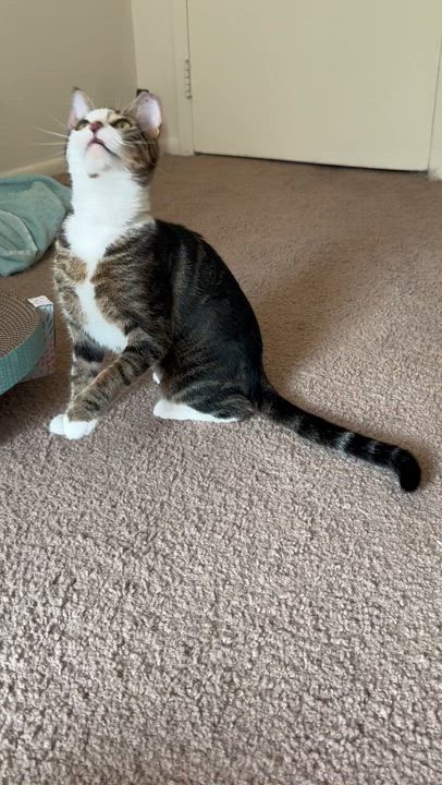 Enlarge HONEY, a Adoptable mixed breed in Churchville, PA video 4/5