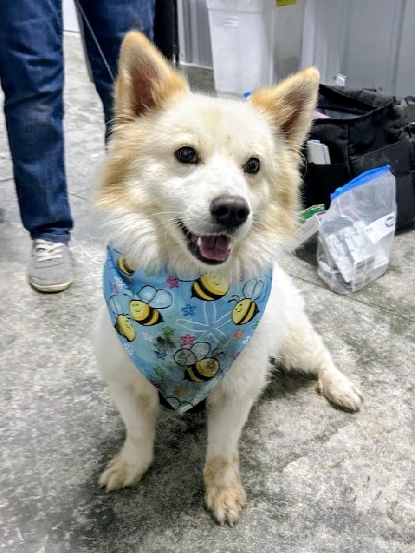 Ziggy, Adoptable, Adult Male Spitz & Corgi.
